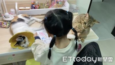 2書僮「監督過度」躺作業玩辮子　萌妹超忙握肉球寫功課