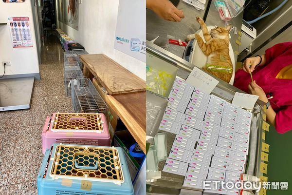 ▲25貓遭不當飼養「民宅全跳蚤」屎尿味超重　送醫僅1隻未中貓愛滋。（圖／邵柏森-虎哥救援大小事、新竹市浪愛傳遞貓狗tnvr協會提供）