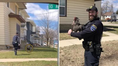 光天化日「警察盯著母雞看」下秒狂奔捉雞　背影太可憐路人還幫忙追