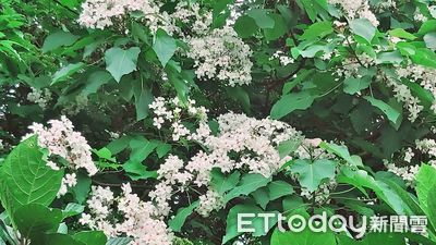 五月雪來了!新北最佳賞桐景點超浪漫 即時花況搶先看