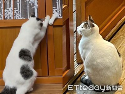 和室門狂被開…媽受不了加安全鎖 主子嘴一張「啪搭兩聲」秒破解