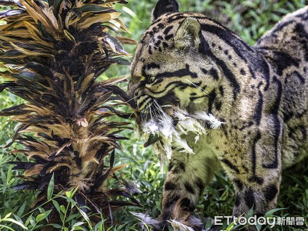 ▲▼北市動物園動物福祉小站。（圖／台北市立動物園提供）