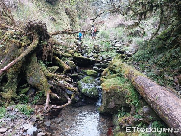 ▲▼宜蘭搜救人員在太平山區地毯式搜尋失聯3天戴姓太平山莊住宿客。（圖／記者游芳男翻攝，下同）