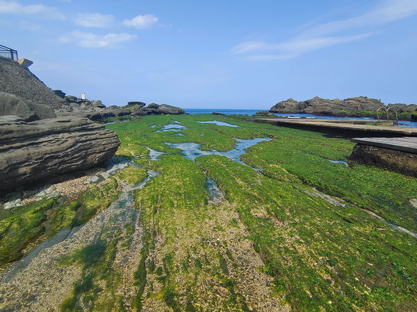 ▲龍洞灣海洋公園百合花正盛,綠色潮間帶。（圖／東北角暨宜蘭風管處提供）