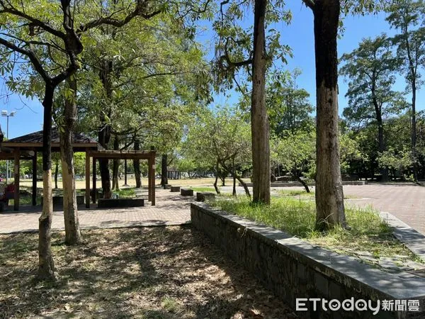 ▲台南市議員李啟維說，每年黑板樹開花季節，因棉絮滿天飛，造成呼吸道鼻子過敏者的困擾，建議市府在未更替樹種之前，應有短期防護措施。（圖／記者林悅翻攝，下同）