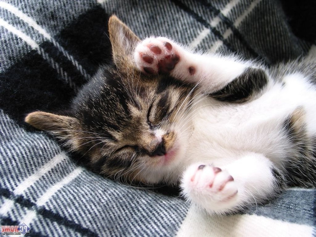 休息是為了跟你玩！貓咪愛睡覺3理由| 凹凹| 鍵盤大檸檬| ETtoday新聞雲