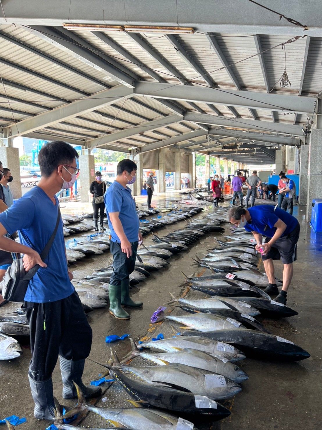 ▲▼黃鰭鮪。（圖／新港區漁會提供）