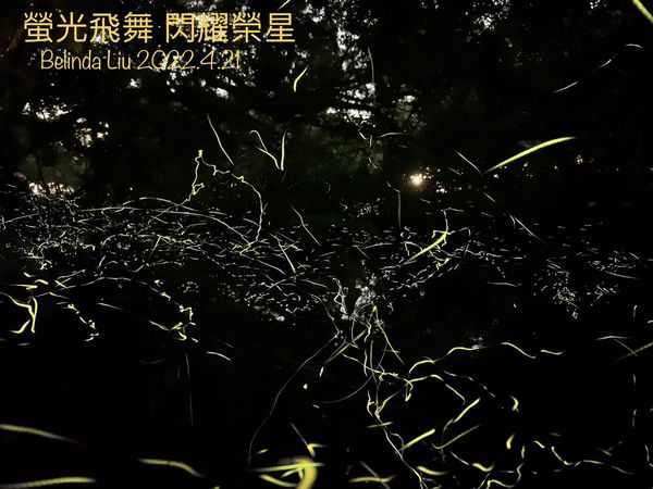 ▲台北市區的「榮星花園公園」4月初就有不少火金姑陸續歸來，一直到5月上旬為出沒高峰期,榮星公園生態守護志工隊,北市多地路燈更加裝長、短型的遮光罩及有色濾光紙以減少光害。（圖／公園處提供）