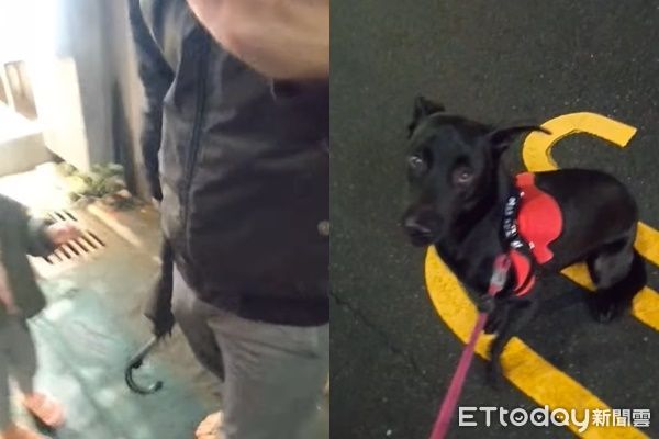 ▲愛犬嚇哭3歲妹挨告！「影片曝光」反轉了。（圖／楊姓飼主授權提供）