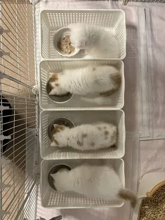 ▲奶貓們在專屬座位裡大口吃飯超享受。（圖／翻攝自Twitter／miikomaple）
