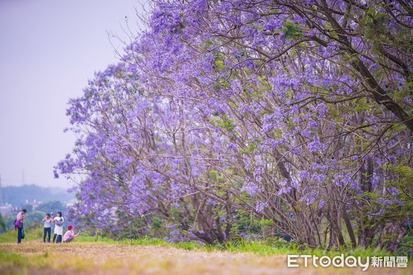 ▲▼ 澳洲堪稱明星級花卉的藍花楹，現在於嘉義市東義路近盧山橋防汛專用道就可以看到！ 。（圖／嘉義市政府提供）