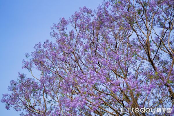 ▲▼ 澳洲堪稱明星級花卉的藍花楹，現在於嘉義市東義路近盧山橋防汛專用道就可以看到！ 。（圖／嘉義市政府提供）