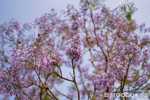 ▲▼ 澳洲堪稱明星級花卉的藍花楹，現在於嘉義市東義路近盧山橋防汛專用道就可以看到！ 。（圖／嘉義市政府提供）