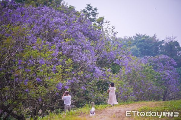 ▲▼ 澳洲堪稱明星級花卉的藍花楹，現在於嘉義市東義路近盧山橋防汛專用道就可以看到！ 。（圖／嘉義市政府提供）