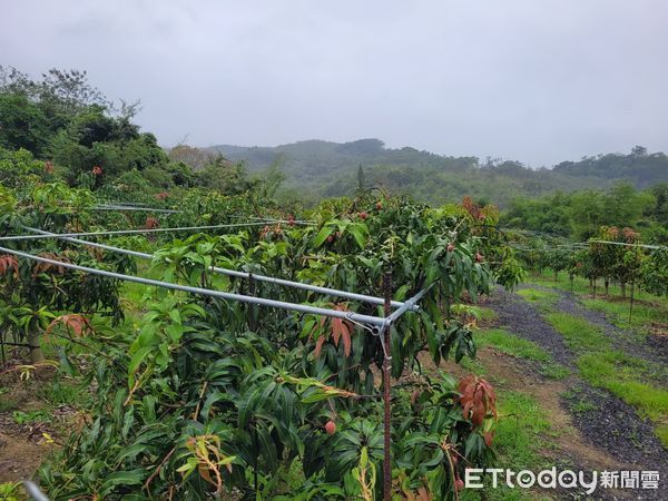 ▲▼受低溫多雨影響，台東芒果受災嚴重。（圖／台東縣政府提供，下同）