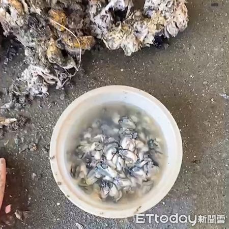 ▲台南安平牡蠣不但味道鮮美，且又有豐富營養，這段盛產季節可以多買牡蠣來吃。（圖／記者林悅翻攝，下同）