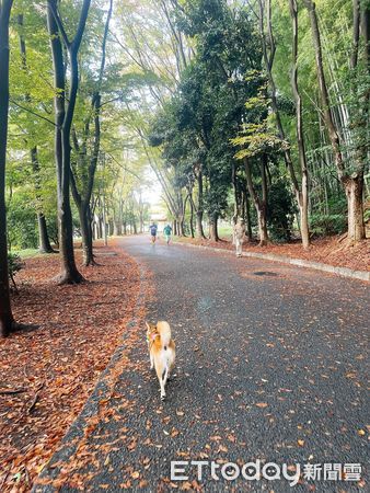 ▲▼柴柴身上拉出「無限長狗毛」繞頭頂一圈　媽笑：季節限定魔術。（圖／Instagram:_giselle_065授權提供）