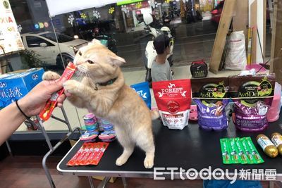 寵物雲高雄建工店新開幕！祭「3大好康」　鼎山、五甲店同步優惠