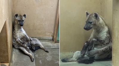 動物園打烊放飯「斑點鬣狗癱坐在地」　下班後辛酸畫面流出