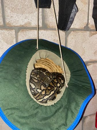 蟒蛇把帽子當吊床。（圖／翻攝自Sunshine Coast Snake Catchers 24/7臉書）