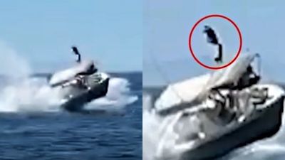 座頭鯨撞飛賞鯨觀光船！船長沒發現牠潛游在船底下　遊客噴飛空中畫面曝光