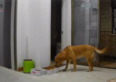 飼主去隔離準備3盆飼料擔心愛犬暴食　看監視器卻超心疼