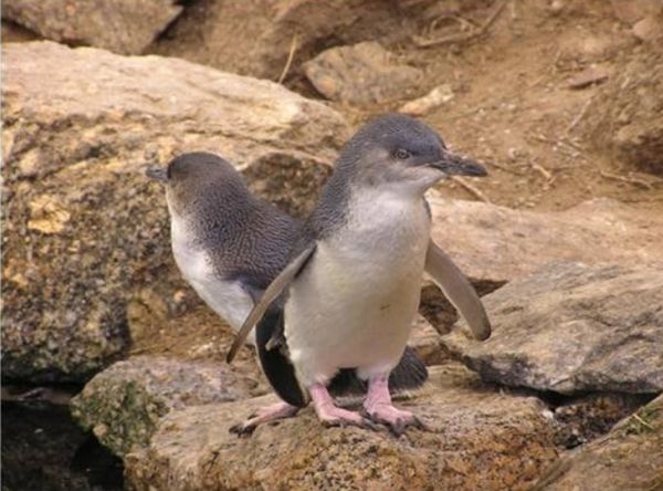 ▲▼澳洲南部花崗岩島（Granite Island）附近的企鵝。（圖／翻攝自Facebook／Save Granite Island`s Penguins）