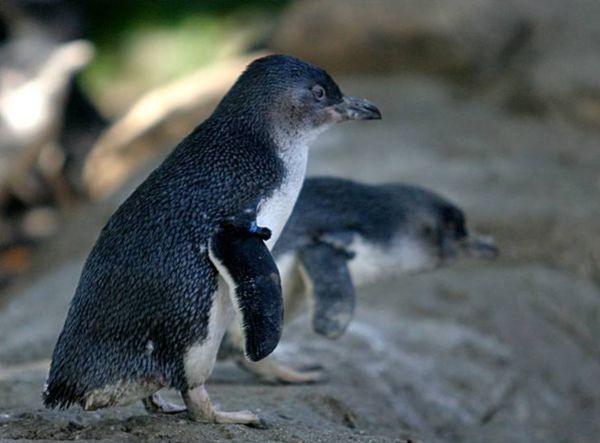▲▼澳洲南部花崗岩島（Granite Island）附近的企鵝。（圖／翻攝自Facebook／Save Granite Island`s Penguins）