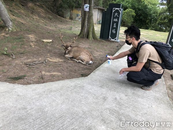 ▲▼ 大坵島的梅花鹿現在正值換毛季節，連江縣府委託廠商進行除壁蝨及寄生蟲工作。（圖／連江縣府提供）