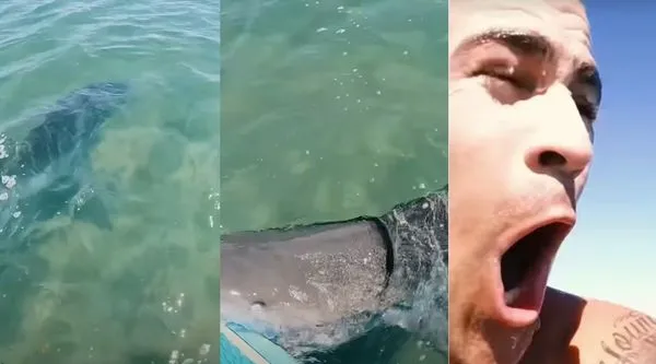 虎鯊衝出水面咬住衝浪板　網紅誤闖獵殺現場「慘變獵物」畫面曝光。（圖／翻攝自YouTube／YBS Youngbloods）