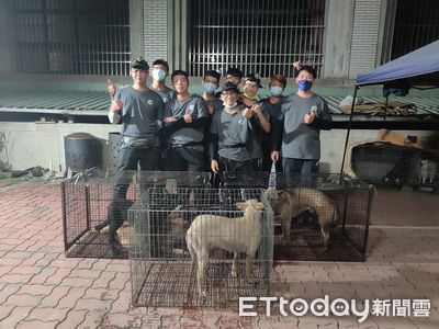 阿里山國寶級「帝雉」遭浪犬騷擾　動保人員上山捕獲8隻