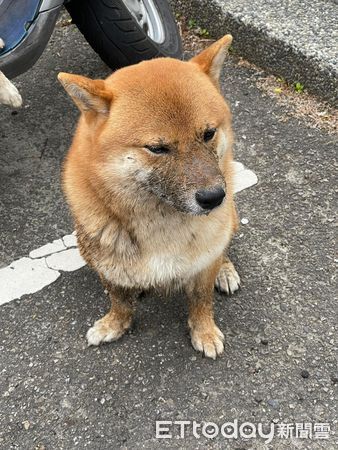 ▲跟著汪姐姐奔跑！柴弟被帶進溝裡　「頂滿臉泥巴」氣得奧嘟嘟。（圖／網友王小濱提供）