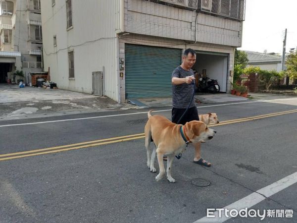 ▲▼整條街最壯猛狗愛上渣女林美美。（圖／粉專「林美美是一隻狗」授權提供）