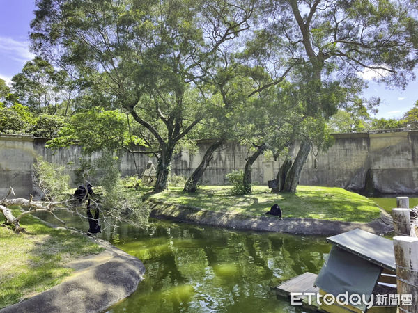 ▲▼白手長臂猿「阿寶」一家赴六福村  「琍信」、「夏強」接任北動猿島新主人。（圖／台北市立動物園提供，下同）