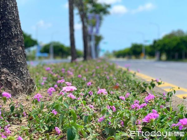 ▲台南市工務局近期在高鐵特區內的公園、中央分隔島等地方，種植各式櫻花等觀賞樹種，呼應台南「花都」之美名。（圖／記者林悅翻攝，下同）