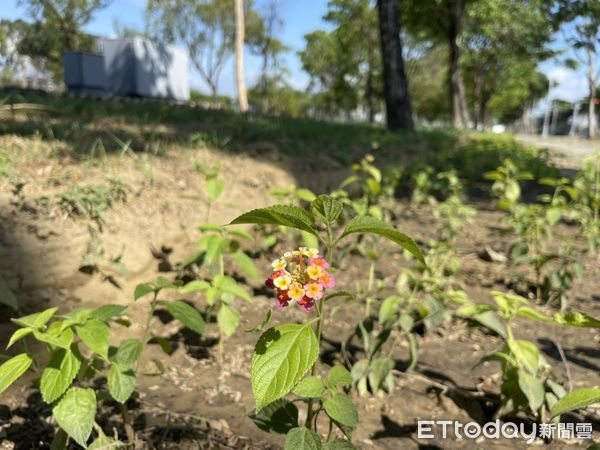 ▲台南市工務局近期在高鐵特區內的公園、中央分隔島等地方，種植各式櫻花等觀賞樹種，呼應台南「花都」之美名。（圖／記者林悅翻攝，下同）