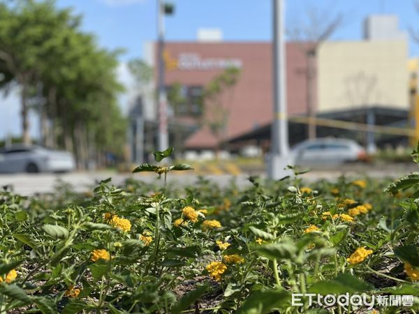 ▲台南市工務局近期在高鐵特區內的公園、中央分隔島等地方，種植各式櫻花等觀賞樹種，呼應台南「花都」之美名。（圖／記者林悅翻攝，下同）