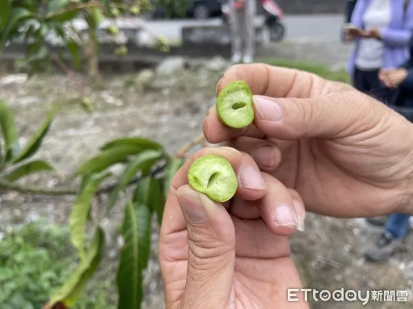 ▲受低溫多雨影響，花蓮芒果有著果不良等情況。（圖／花蓮縣政府提供，下同）