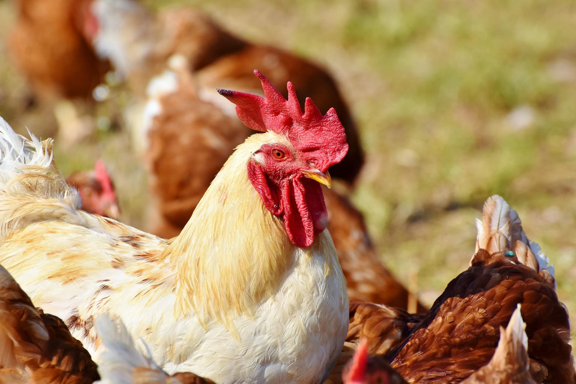 ▲▼雞隻、養雞場、禽流感。（圖／取自免費圖庫pixabay）