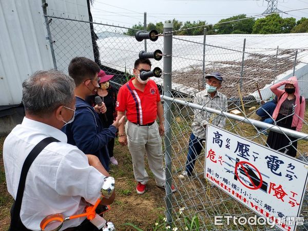 ▲新竹山區猴災肆虐！蜜桃、甜柿損失慘　縣府祭電網補助抗潑猴。（圖／記者陳凱力翻攝）