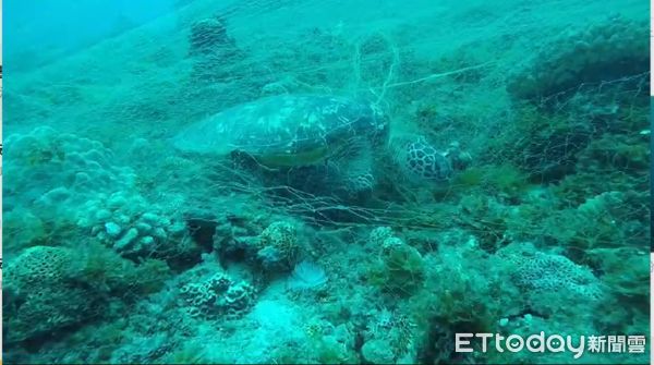 ▲小琉球綠蠵龜被漁網纏繞死亡             。（圖／翻拍小琉球「阿貴潛水客店」教練吳文傑影片）