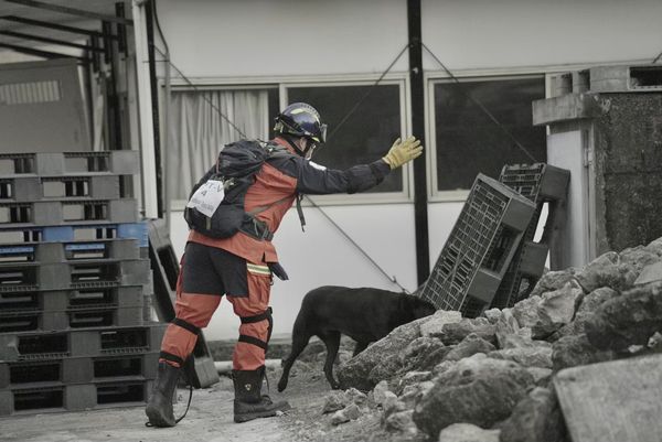 ▲▼感念工作犬的辛勞！　「五星級愛犬守則」讓狗狗享受同等級呵護。（圖／新北搜救犬隊提供）