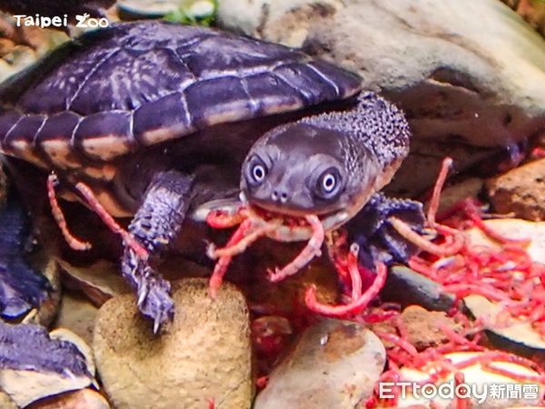 ▲▼蛇頸龜寶寶嬰兒潮 保育員找食好苦腦。（圖／台北市立動物園）