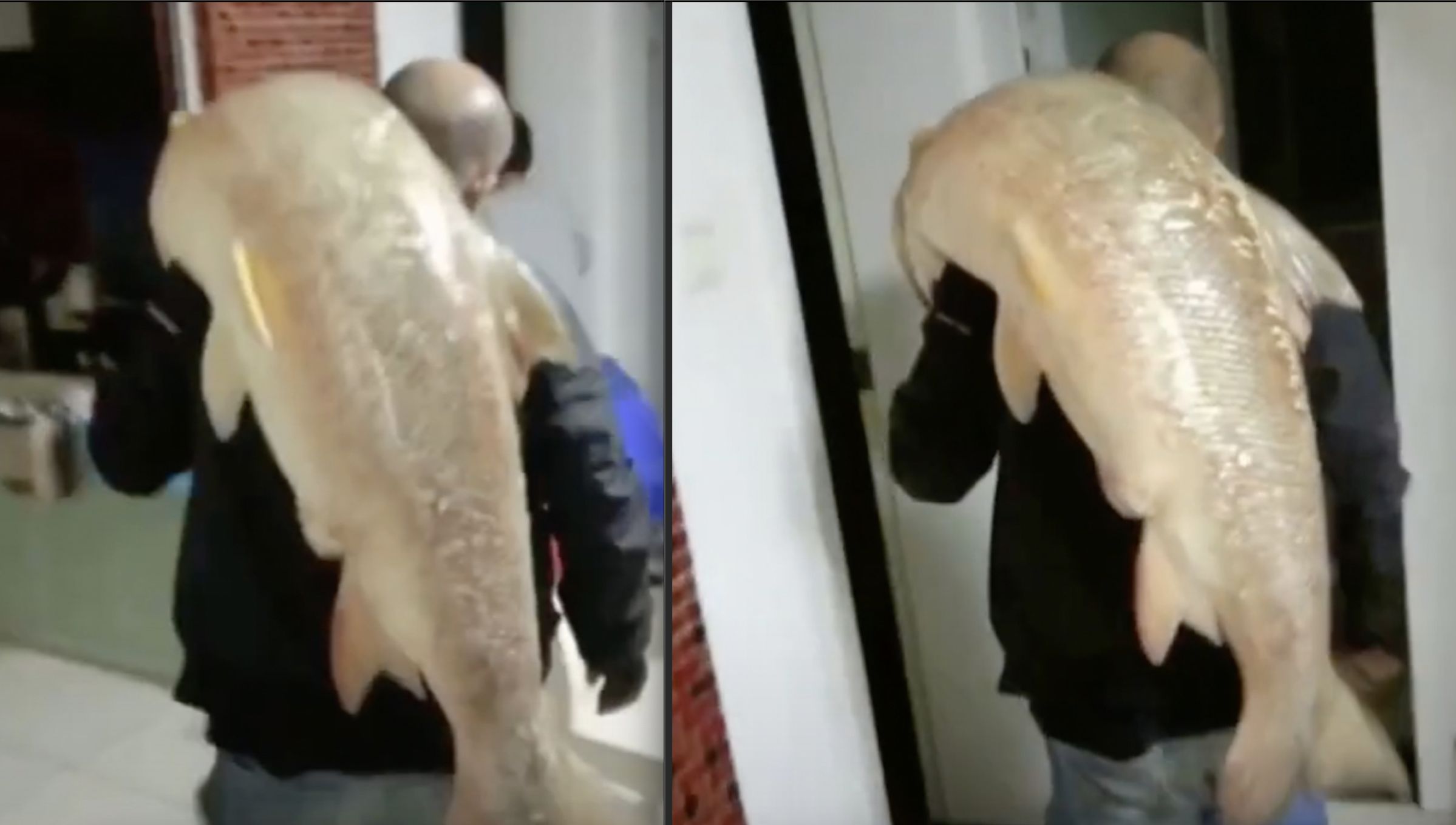 ▲▼ 男子在湘江釣獲31.5公斤大鱤魚。（圖／翻攝自影片）