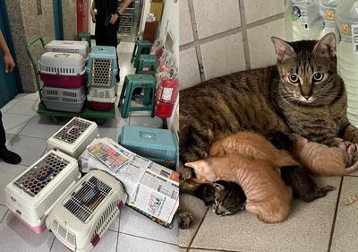 桃園飼主放任「貓近親繁殖」2變成47隻　醫連見死胎才揭露