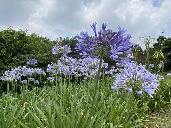 ▲內雙溪自然中心愛情花。（圖／大地處提供）