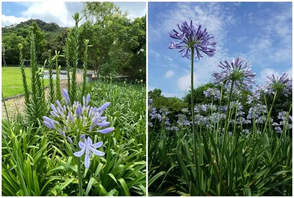 ▲內雙溪自然中心愛情花。（圖／大地處提供）