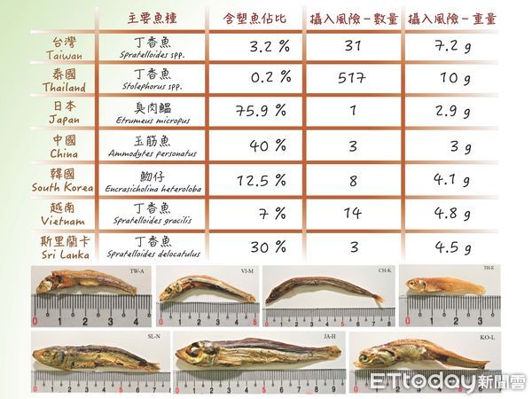 ▲研究團隊計算平均每隻小魚乾含微塑膠多寡，以台灣常見的丁香魚乾為例，平均食用31條魚乾可能會意外攝入1個微塑膠。（圖／中山大學提供）