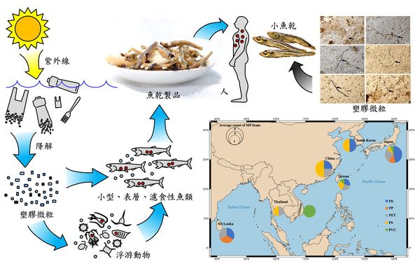 ▲塑膠製品分解成為塑膠微粒，經食物鏈進入海洋生物體內。最終人類食用含微塑膠的海產品。（圖／中山大學提供）