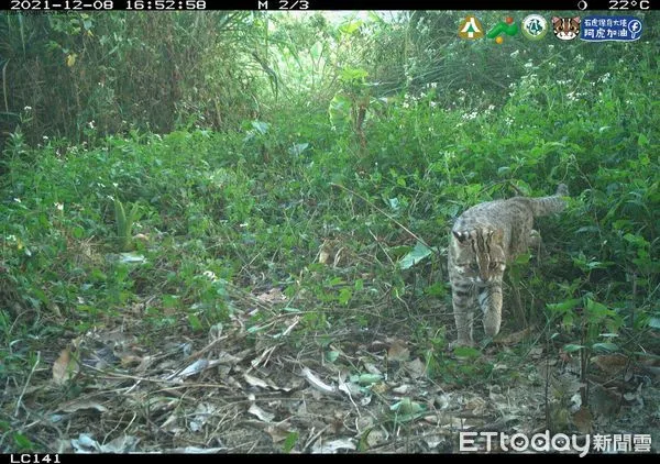 ▲南投縣生態服務給付即日起至5月31日開放申請，鼓勵民眾一起保護石虎棲地（下同）。（圖／林務局南投林管處提供）